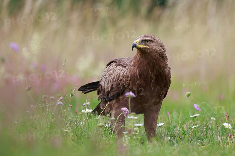 Lesser Spotted Eagle (Clanga pomarina) on grassland, Poland