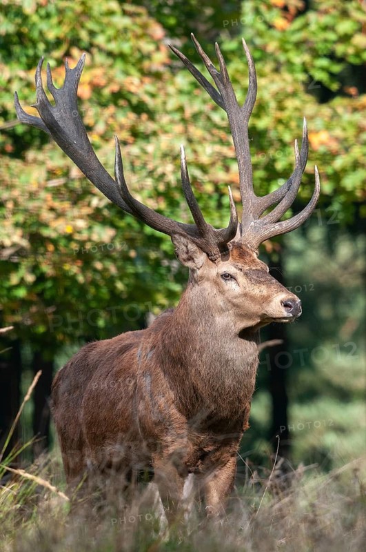 Artiodactyla, Cervus Elaphus, even-toed ungulate, cloven-hoofed, red deer, deer, high size, deer, portrait format, mammals, mammals
