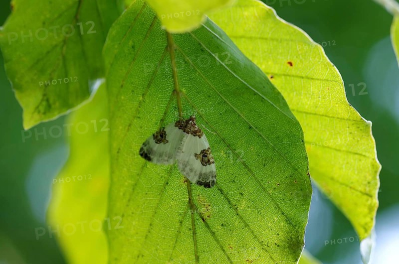 Plemyria rubiginata (Plemyria rubiginata), moth, Austria, The moth sits hidden under a green leaf