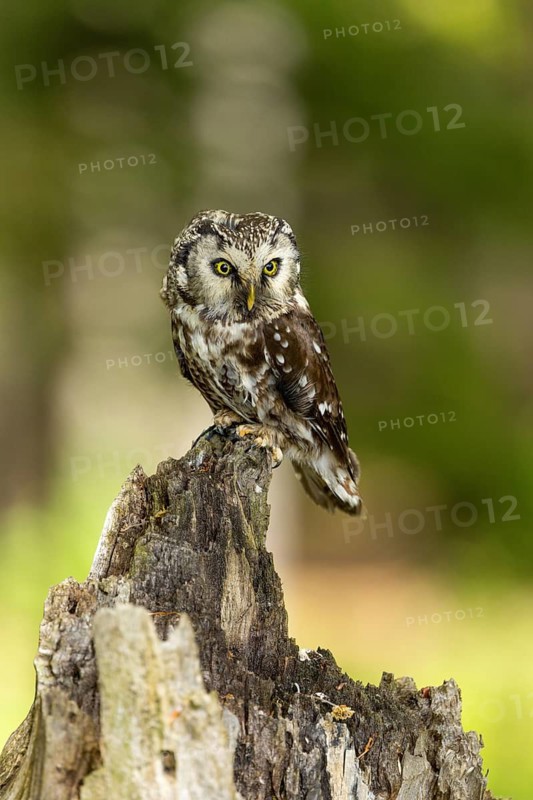 An owl sits alert on a tree stump in a forest clearing, a Tengmalm's owl (Aegolius funereus), adult, on the lookout, alert, Šumava Forest, Czech Republic