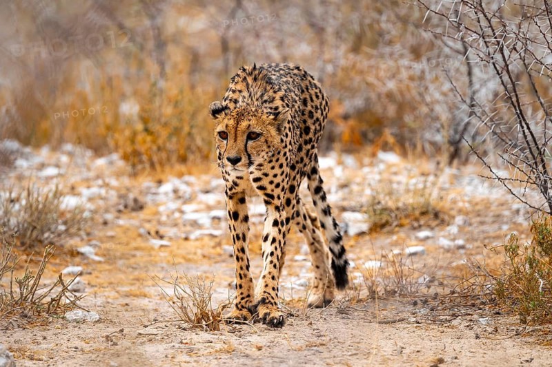 Cheetah (Acinonyx jubatus) runs in dry savanna, Etosha National Park, Namibia