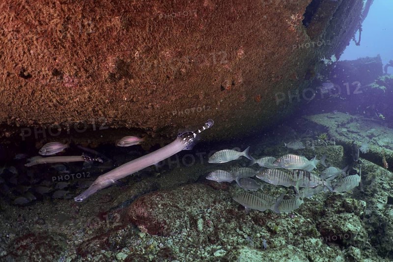 Fish in the underwater landscape near the wreck of the Condesito, dive site wreck of the Condesito, Las Galletas, Tenerife, Canary Islands, Spain