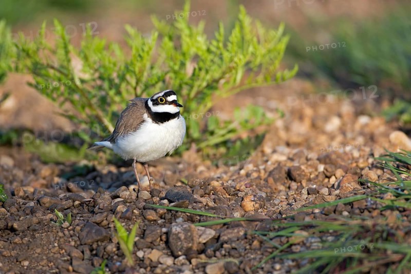 Little Ringed Plover (Charadrius dubius), Saxony-Anhalt, Germany