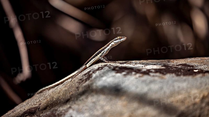 A lizard rests on a rock in the sunlight, surrounded by natural shade. A small skink in the Caatinga in Brazil (Cryptoblepharusin)
