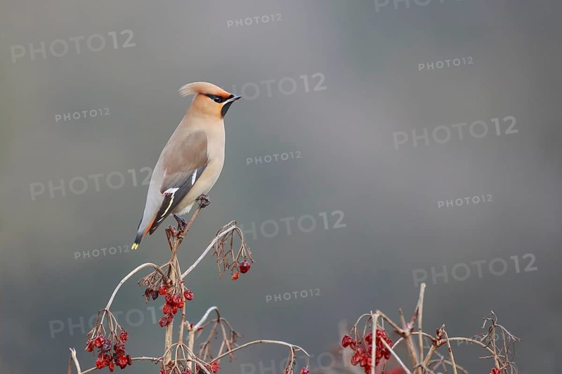 Bohemian Waxwing (Bombycilla garrulus), North Rhine-Westphalia, Germany