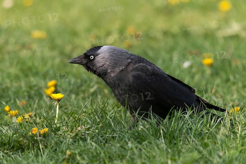 Corvus monedula, jackdaw, birds, corvidae family of birds, passeri, corvids, songbirds, birds
