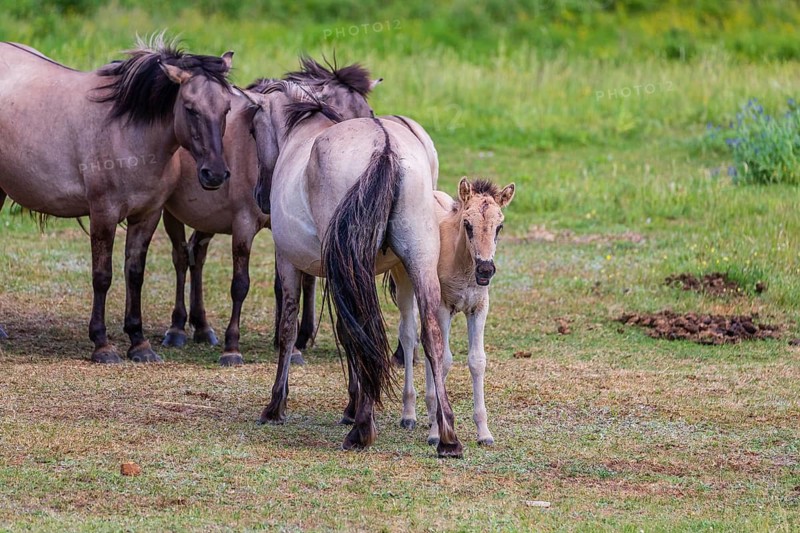 A herd of tarpans (Equus ferus) stands in a clearing in the Masuria tarpan horse reserve, belonging to the scientific station in Popielno, Masuria, North Poland