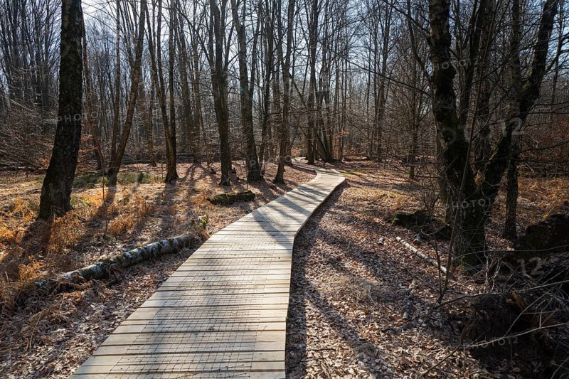 Primeval forest Urwald Sababurg, Hofgeismar, Weser Uplands, Weserbergland, Hesse, Germany