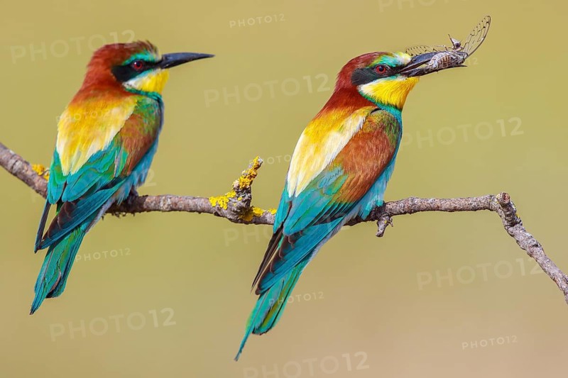 European Bee-eater (Merops apiaster), Lesvos, Greece