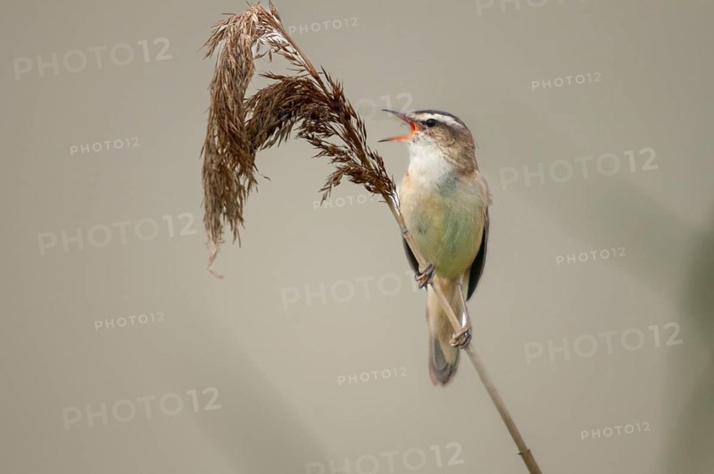 Acrocephalus Schoenobaenus, Sedge Warbler, Birds, Song, Passeri, Singing, Songbirds, Birds, Warbler