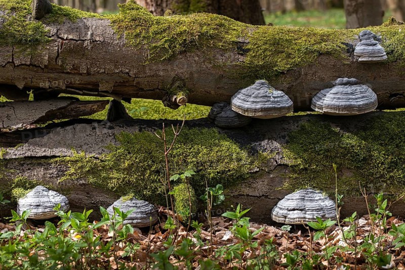 Germany, deadwood, spring, Hainich, national park, Hainich national park, natural forest, abandonment of use, spring, total reserve, dead wood, forest, wood