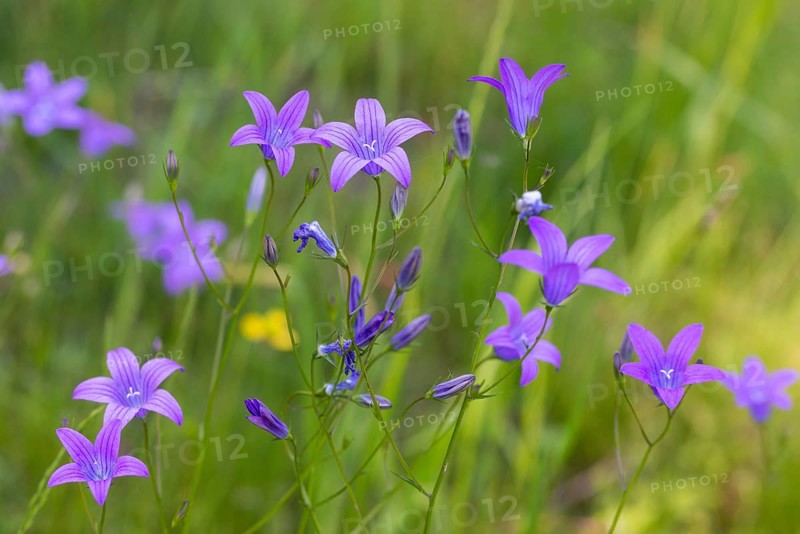 Campanula patula, campanulaceae, bellflower, meadow bell, flora, plants, plants, spreading bellflower