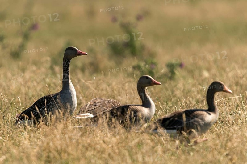 Anser Anser, Greylag or Graylag Goose, Grelag Goose, Anatidae, Birds, Duckbirds, Goose, Geese, Birds, Waterbirds