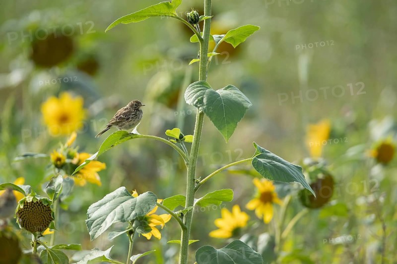 Meadow pipit (Anthus pratensis) adult bird on a Sunflower plant leaf, England, United Kingdom