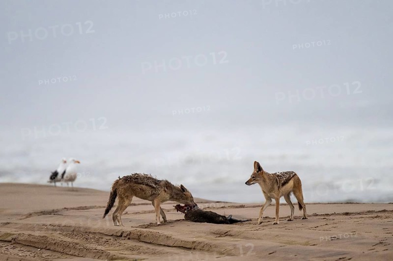 Black-backed jackal (Canis mesomelas) two animals feeding on a dead seal on the beach, Atlantic coast, Namib Naukluft Park, Namib Desert, Namibia