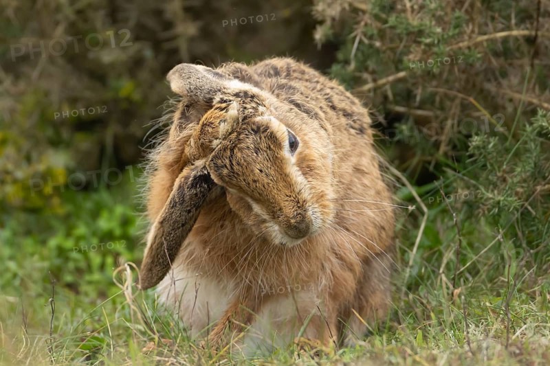 European brown hare (Lepus europaeus) adult animal washing in grassland, England, United Kingdom