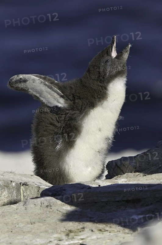 Southern Rockhopper Penguin (Eudyptes chrysocome), Falkland Islands