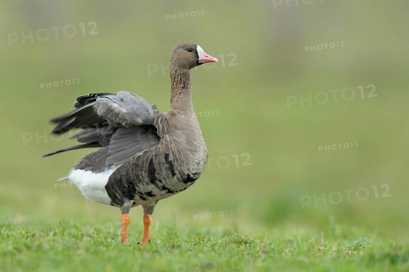 Greater White-fronted Goose (Anser albifrons), North Rhine-Westphalia