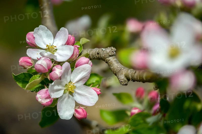 Malus domestica, pyrus malus, rosaceae, rose family, apple, apple tree, flora, spring, cultivated apple, plants, plants, spring, apples