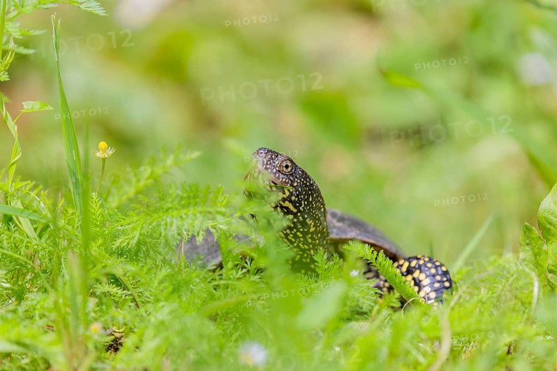 A European pond turtle (Emys orbicularis), makes its way through the green meadow next to the pond