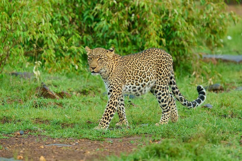 A leopard moves through the green landscape in search of prey, Leopard (Panthera pardus), Masai Mara National Reserve, Narok County, Kenya