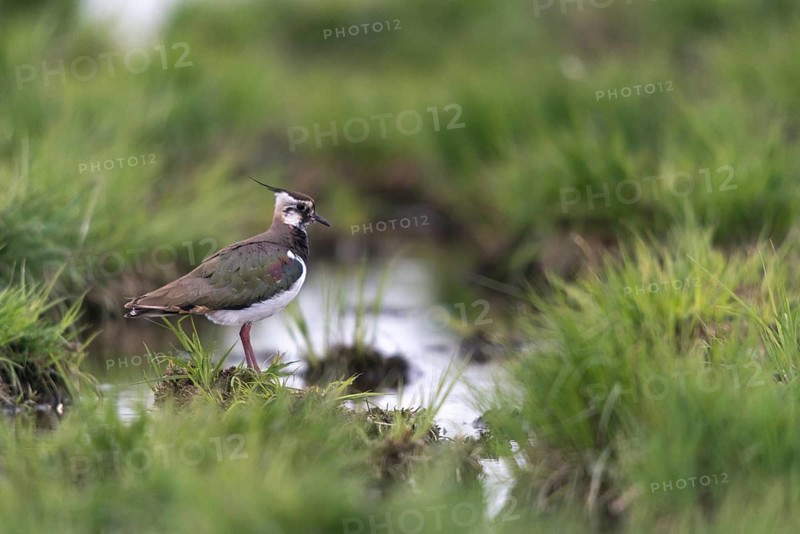 Lapwing, vanellus vanellus, birds, charadriiformes, limikolen, plovers, birds, waders, waders