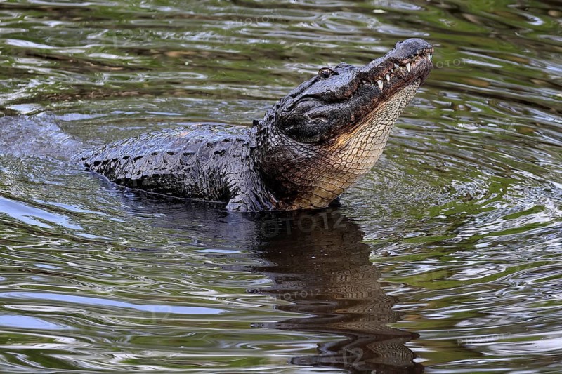 Mississippi Alligator (Alligator mississippiensis), pike alligator, adult, friendly, portrait, smiling, courtship, courtship, advertising, in water, Florida, USA, North America