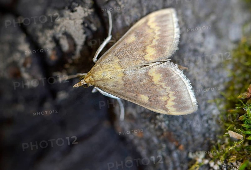 European corn borer, European corn worm, European high flyer, corn borer, Ostrinia nubilalis, insects, moths, moths, butterflies