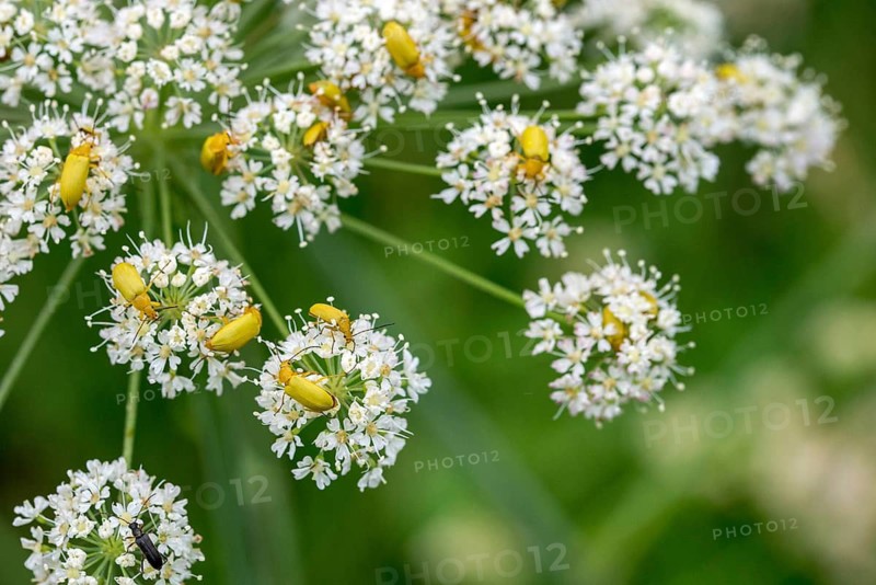 Alleculinae, Cteniopus Flavus, Cteniopus Sulphureus, Plant Beetles, Black Beetles, Sulphur Beetles, Tenebrionidae, Beetles, Coleoptera, Insects, Beetles, Plants, Plants