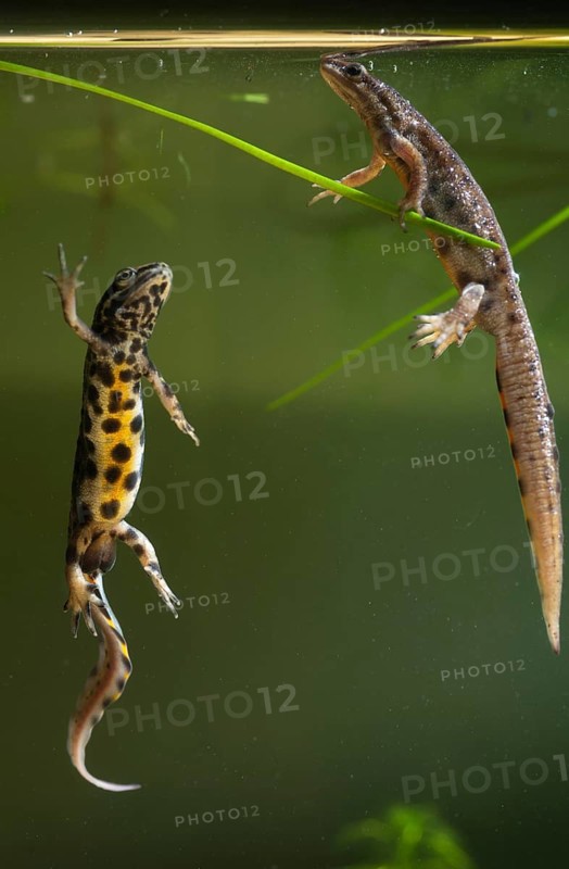 Lissotriton vulgaris, smooth newt, triturus vulgaris, amphibians, amphibians, female, high size, portrait format, amphibians, male, female