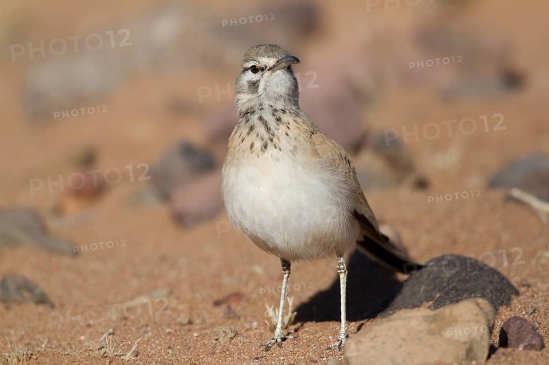 Greater Hoopoe-Lark (Alaemon alaudipes) female, Morocco