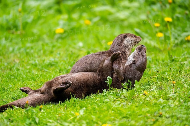 Eurasian otter (Lutra lutra) playing with each other in the grass, Bavaria, Germany