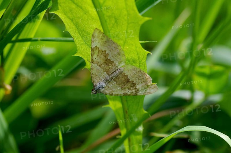 Two-spotted wavy-winged moth (Scotopteryx bipunctaria), moth, Austria, The butterfly sits hidden under a leaf and is illuminated by sunlight