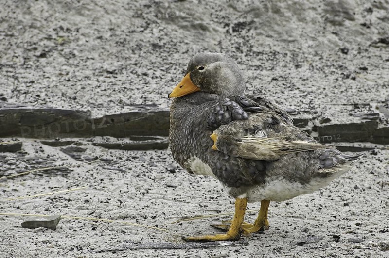 Flying Steamer Duck (Tachyeres patachonicus), Falkland Islands