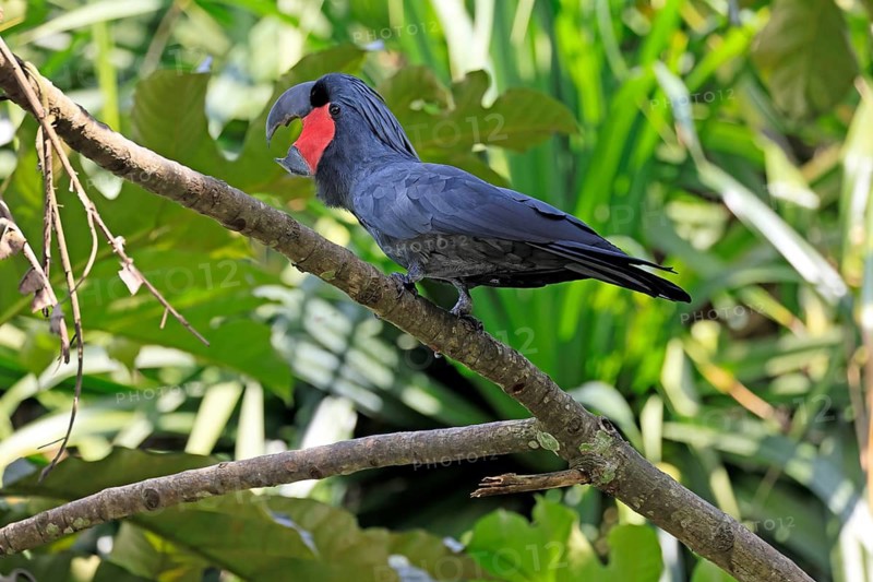 Palm Cockatoo (Probosciger aterrimus), Arabian Cockatoo, adult, on tree, perch, calling, Australia