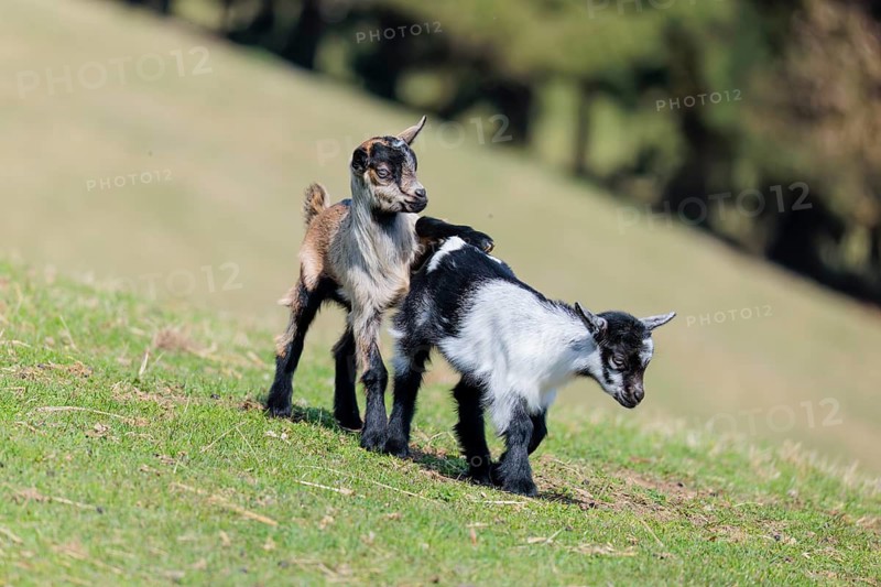 Two young pygmy goats (Capra hircus) are playing together on a sunny day in a green meadow. Austria