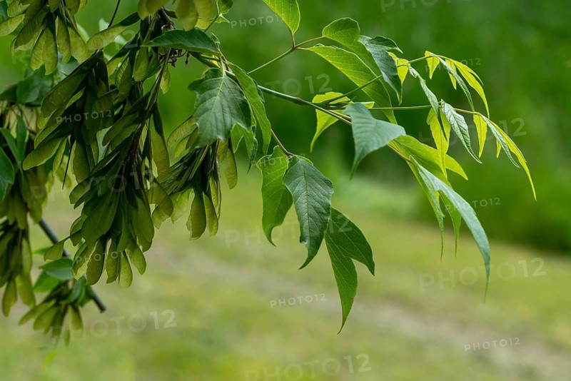 Acer negundo, box elder, ash maple, manitoba maple, sapindaceae, soap tree family, ash-leaved maple, ashleaf maple, tree, boxelder maple, trees, flora, plants, plants, tree