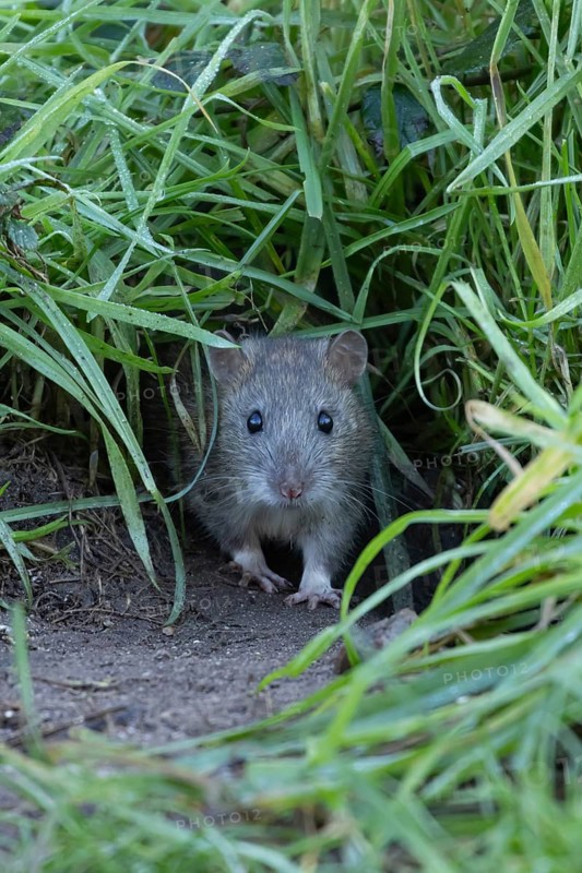 European brown rat (Rattus norvegicus) adult rodent animal emerging from it burrow hole, England, United Kingdom