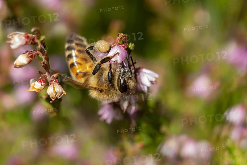 Apidae, Apis mellifera, broom heather, bees, Calluna vulgaris, Ericaceae, European honey bee, hymenoptera, heather family, hymenoptera, western honey bee, common heather, flora, heather, honey bee, insects, ling, plants, plants, simply heather, wild bees