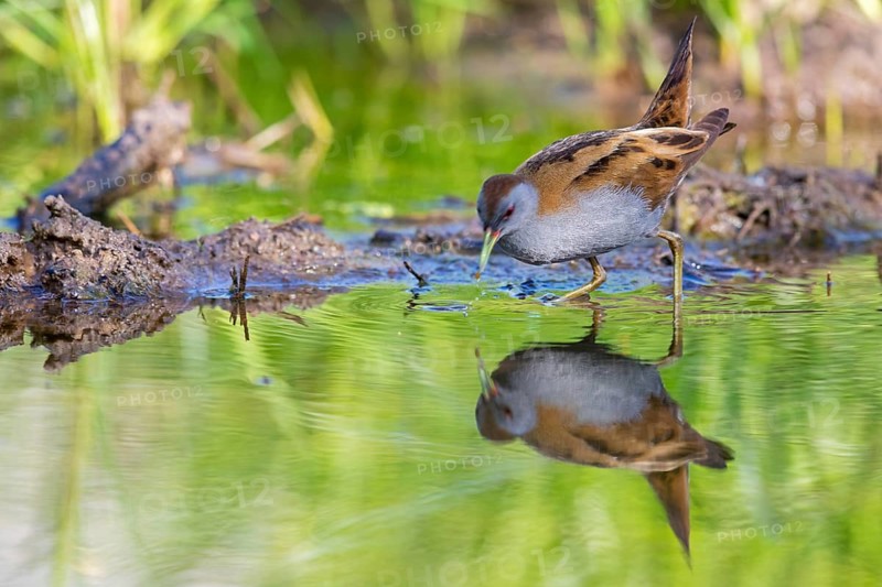 Little Crake, Little Crake, Small Crake, (Porzana parva), biotope, habitat, foraging, family of rails, waterfowl, waterbirds Lesvos, Greece
