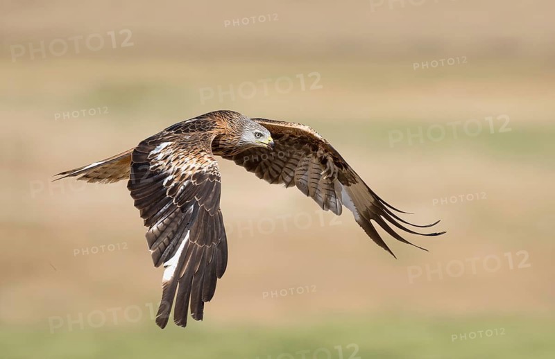 Red Kite (Milvus milvus) flying, Castile-La Mancha, Spain