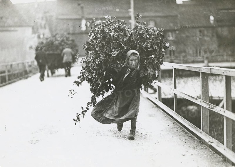 Bayern hops harvesting, child labor, burden-carrying, poverty, Franconia, child in the village carrying a large quantity of leaves on a bridge, Philipp Kester, around 1906