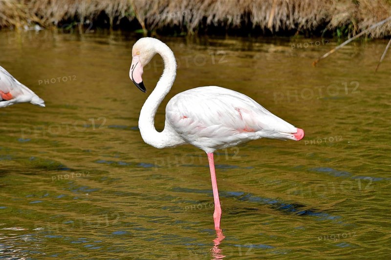A solitary flamingo, the greater flamingo (Phoenicopterus roseus), stands resting on one leg, Camargue, Provence, France