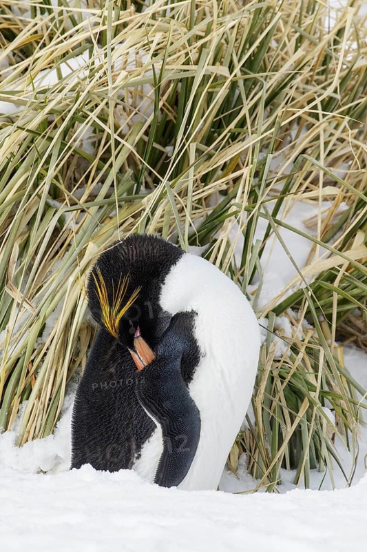 Macaroni Penguin (Eudyptes chrysolophus) perched on tussock grass and snow on South Georgia Island