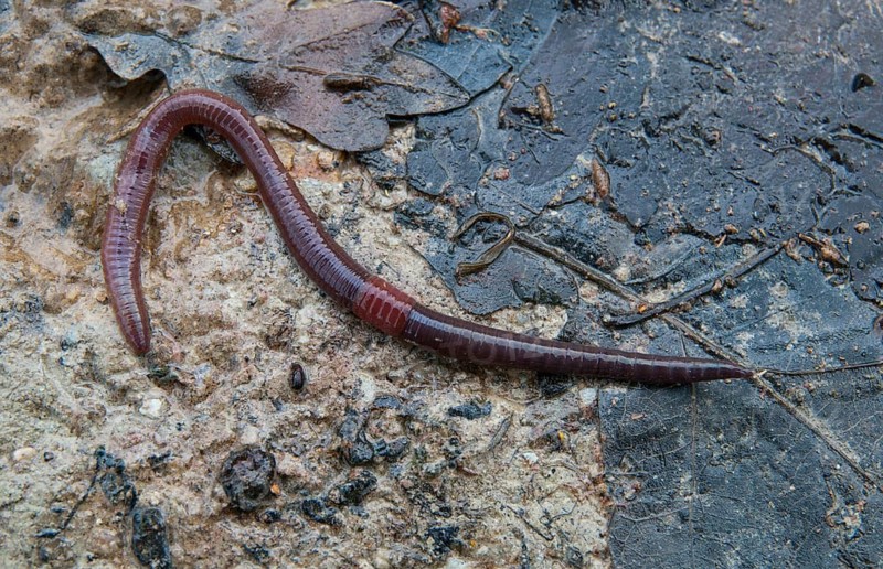 Annelida, clitellata, earthworm, shingles, lumbricidae, oligochaeta, annelids, few bristles, earthworm