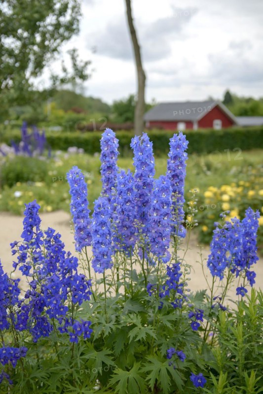 Delphinium (Delphinium 'Atlantis'), IGS Hamburg 2013, Hamburg, Hamburg, Germany