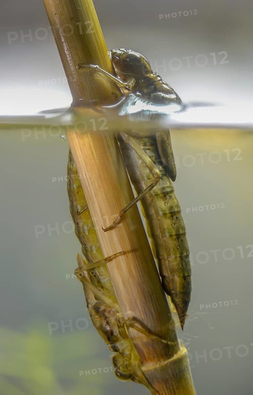 Aeshna cyanea, blue-green mosaic maiden, southern hawker, anisoptera, dragonflies, high size, portrait format, insects, larva, larva, dragonflies, odonata, hatching, hatching