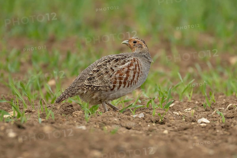 Grey or English or Hungarian partridge (Perdix perdix) adult game bird in a farmland cereal field, Suffolk, England, United Kingdom