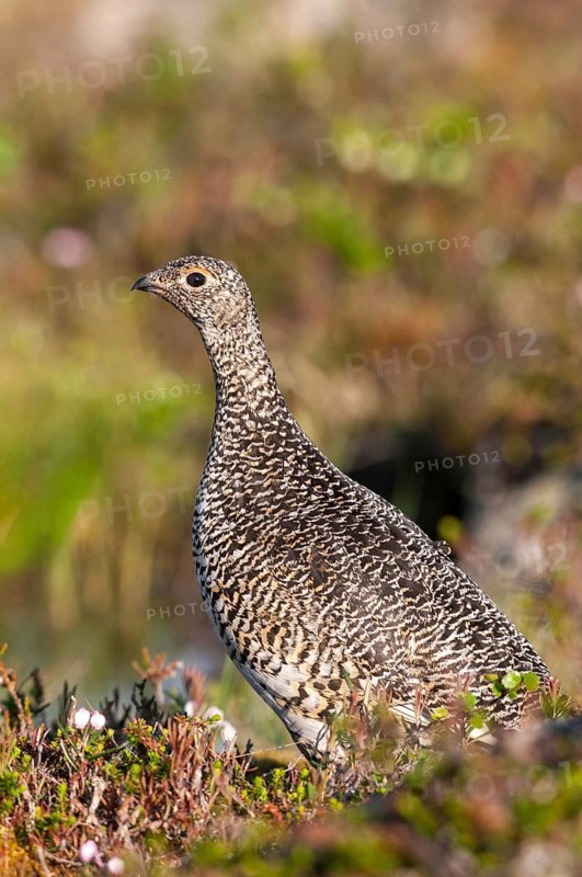Alpine ptarmigan, Finland, Lagopus muta, Lagopus mutus, ptarmigan, birds, chickens, female, galliformes, high size, portrait format, chicken, chicken birds, grouse grouse, rock ptarmigan, tetraonidae, birds