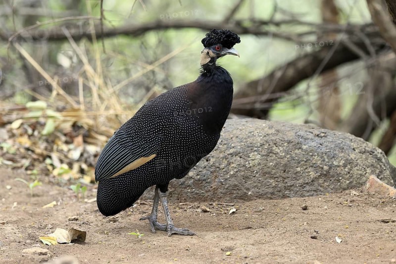 Ruffed Guinea Fowl (Guttera pucherani), adult, on the ground, alert, foraging, Kruger, Kruger National Park, South Africa